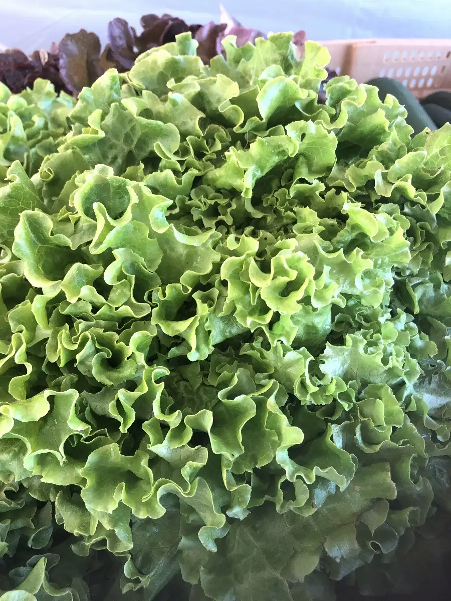 Salade Batavia verte