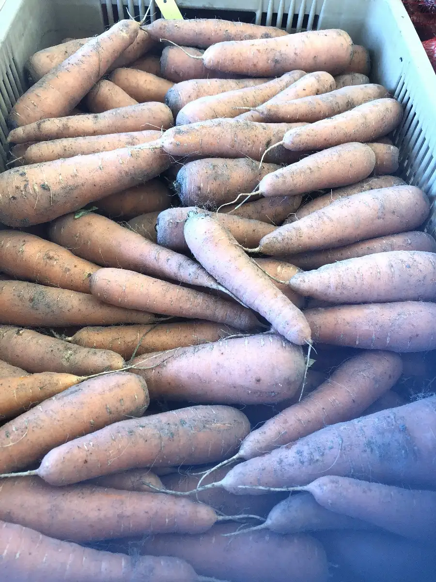Carottes non lavées