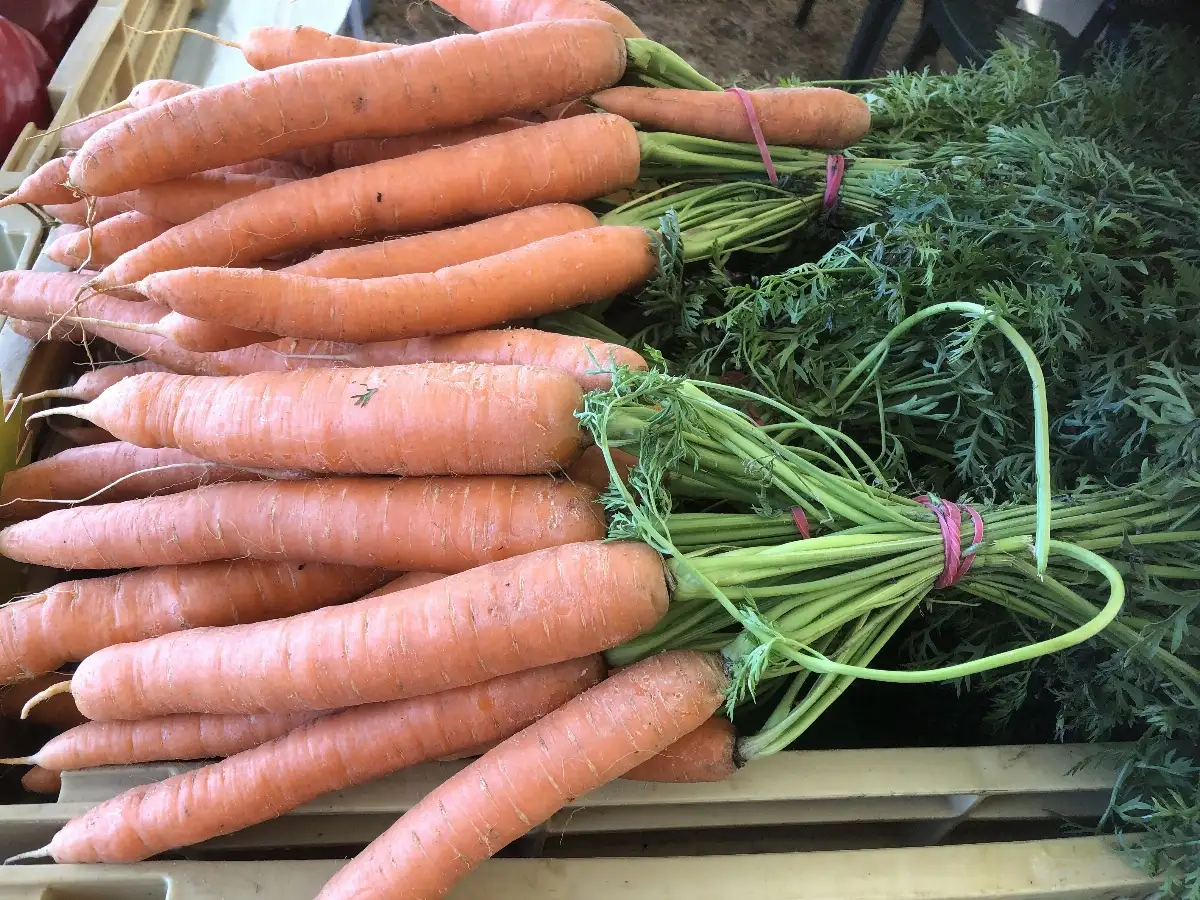 Carottes nouvelles