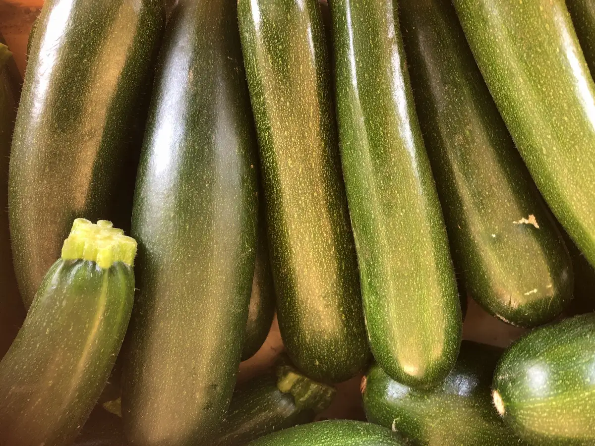 Courgette longue