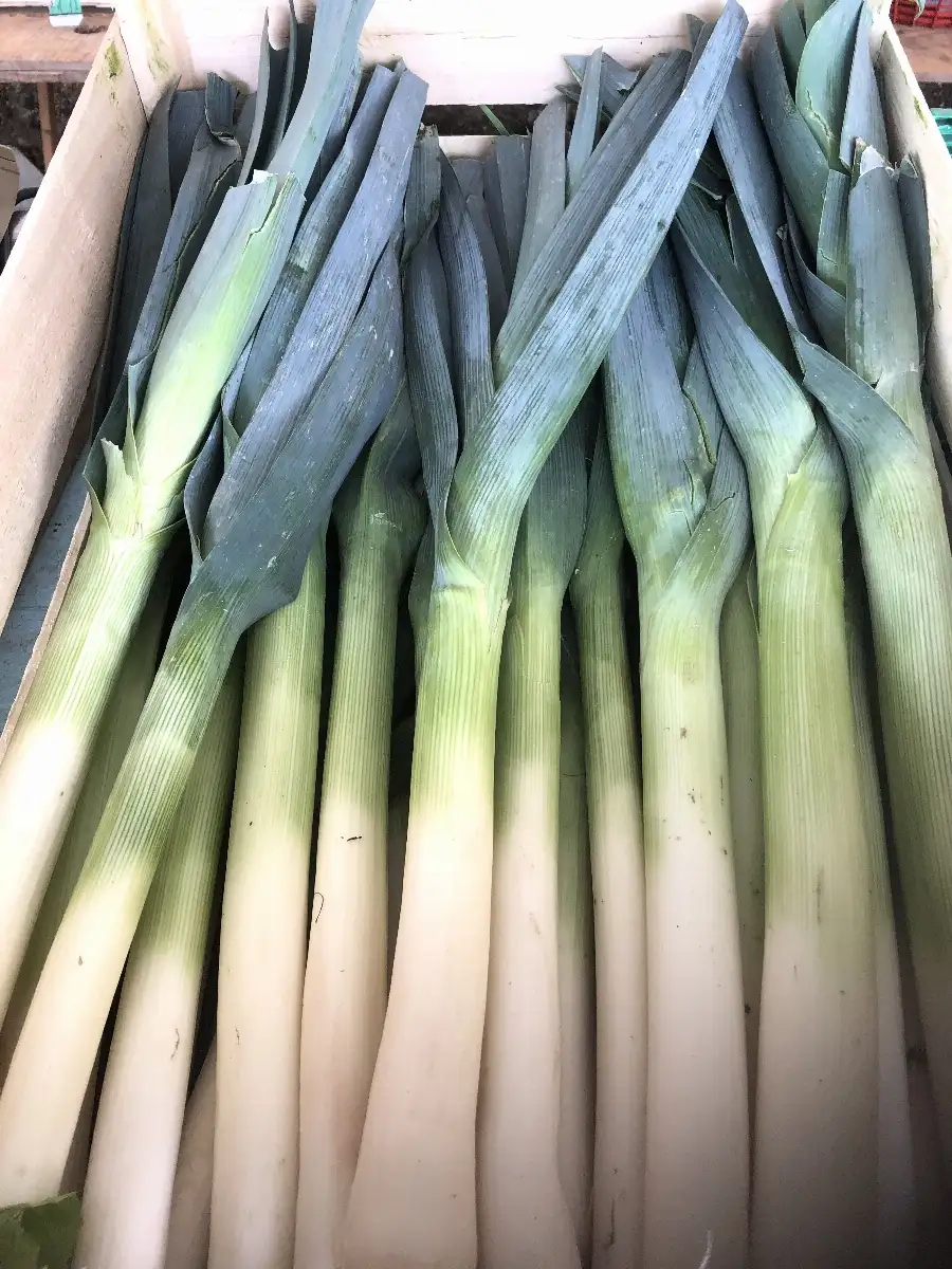 Poireau vert botte 800g
