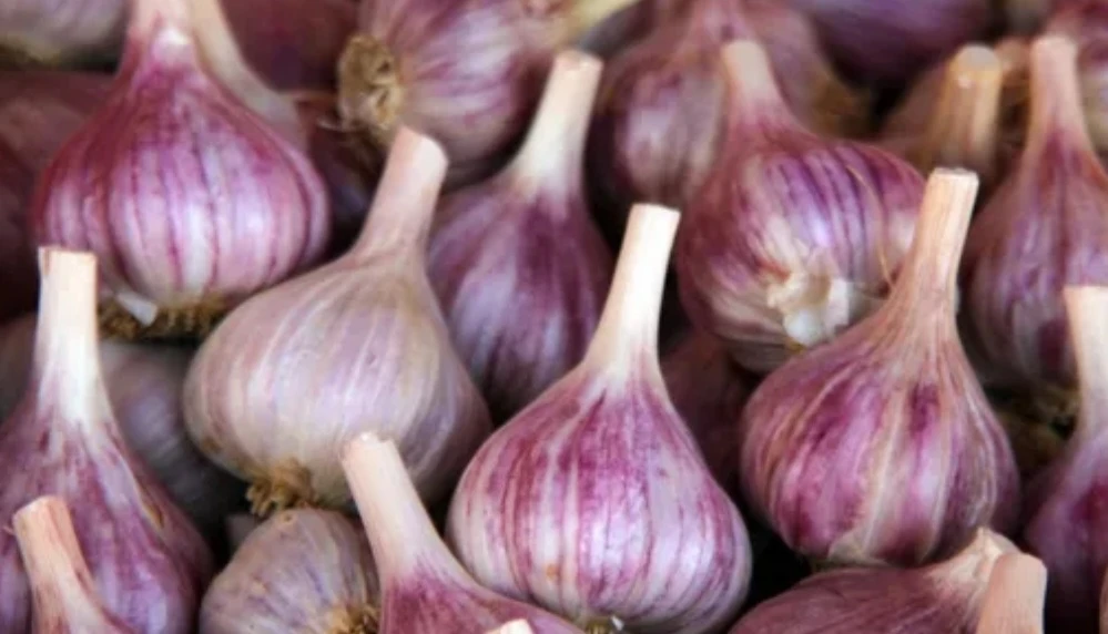 Ail violet