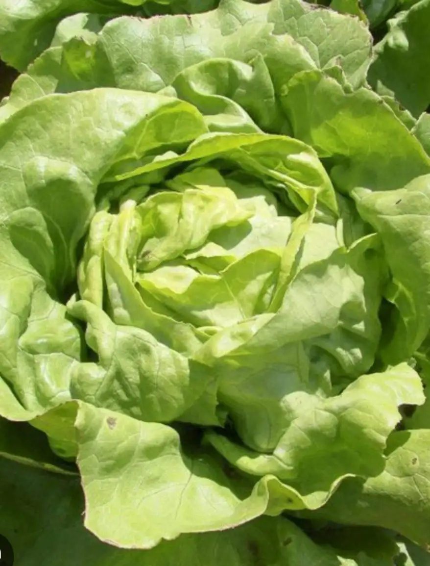 Laitue verte