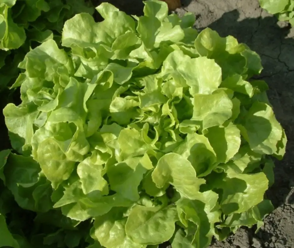 Feuille de chêne verte