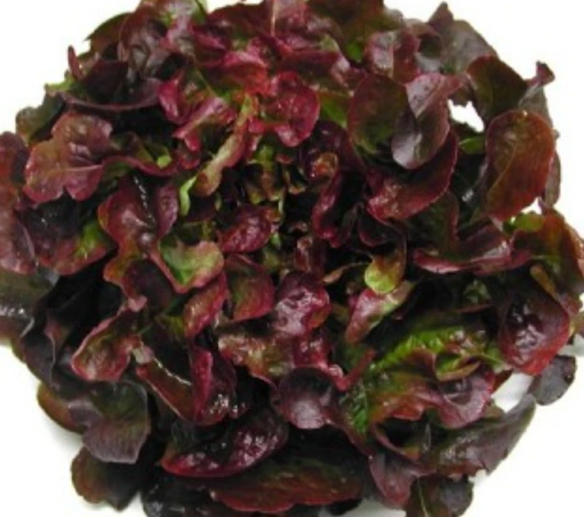 Feuille de chêne rouge