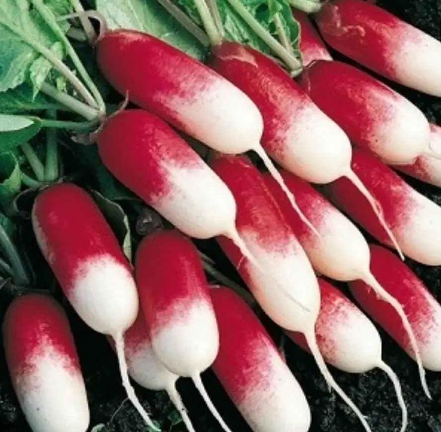 Radis long rose