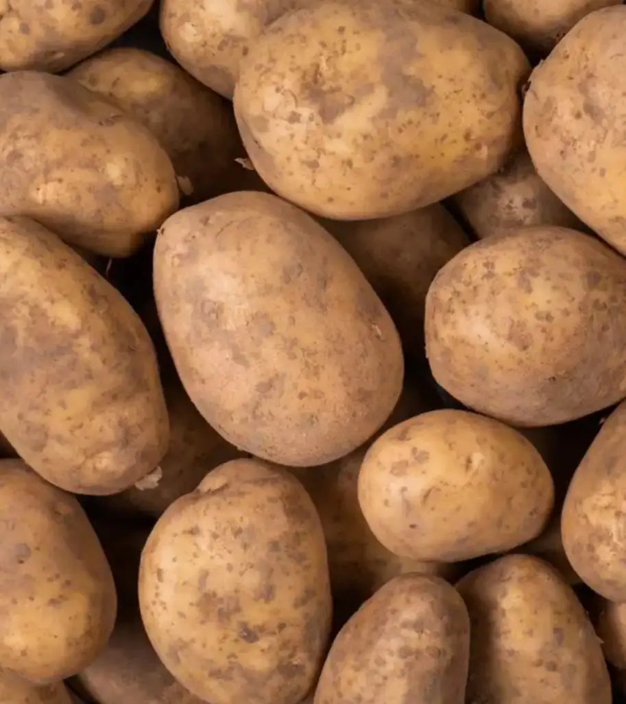 Pomme de terre non lavée Mona lisa