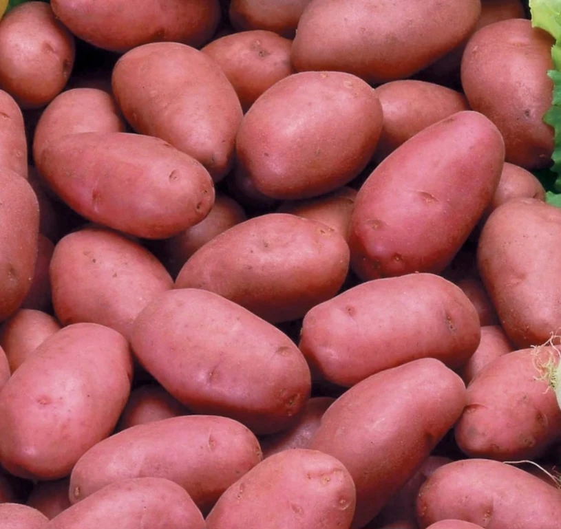 Pomme de terre nouvelle rosabel moyen