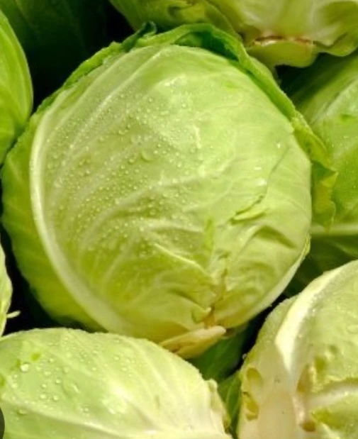 Chou pomme lisse