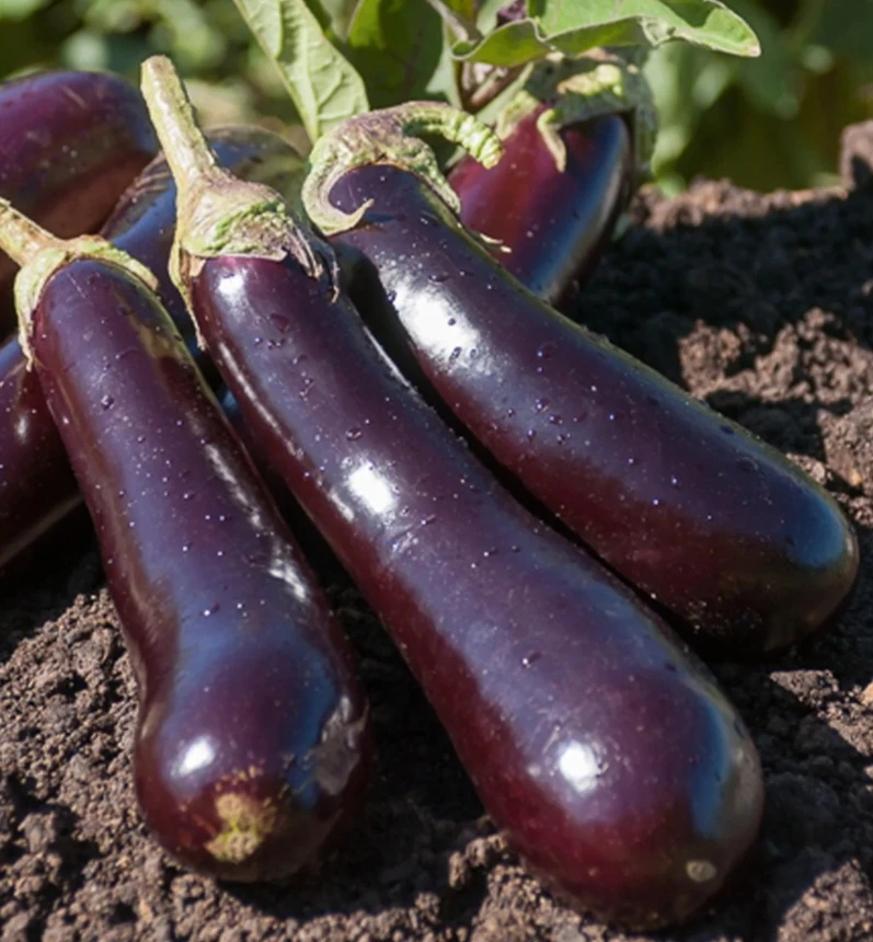 Aubergine violette