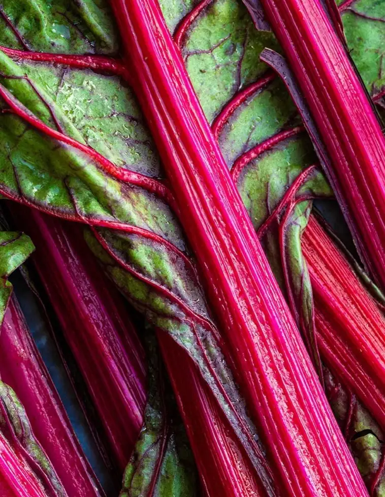 Rhubarbe