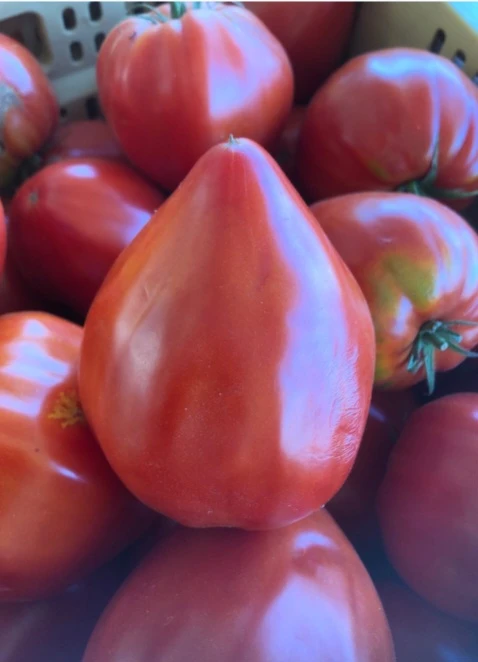Tomate allongée cœur de bœuf